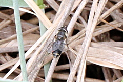 Eupeodes lundbecki