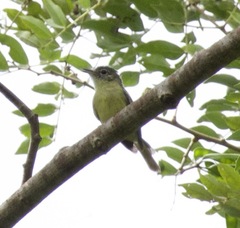 Yellow-Green Tyrannulet photo 1