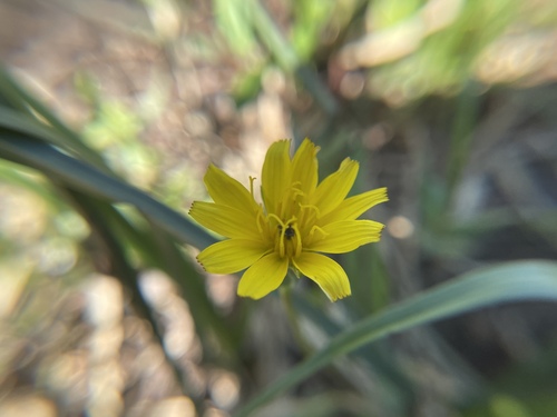 Image of Nothocalais alpestris by no rights reserved