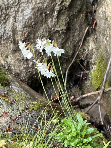 Primula munroi, 2023-06-27