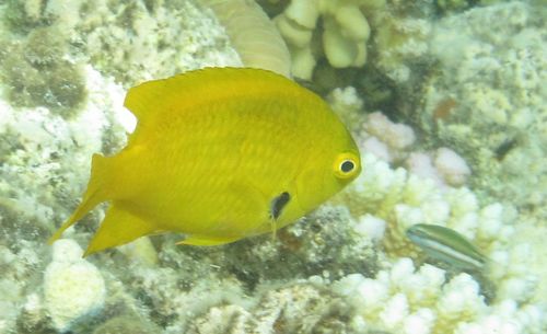 Pomacentrus sulfureus