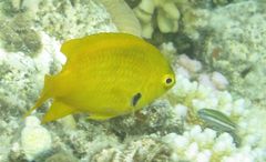 Pomacentrus sulfureus