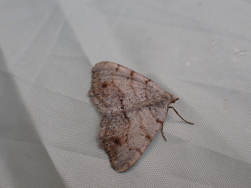 Macaria exauspicata