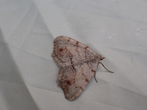 Macaria exauspicata