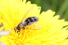 Eupeodes lundbecki