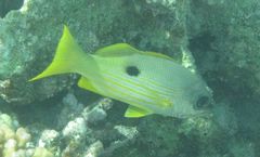 Lutjanus ehrenbergii