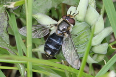 Eupeodes lundbecki