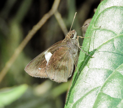 Notocrypta