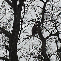 Haliaeetus leucocephalus washingtoniensis
