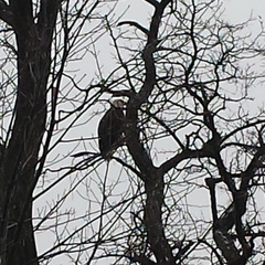Haliaeetus leucocephalus washingtoniensis