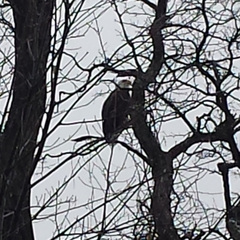 Haliaeetus leucocephalus washingtoniensis