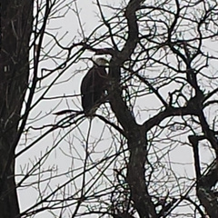 Haliaeetus leucocephalus washingtoniensis