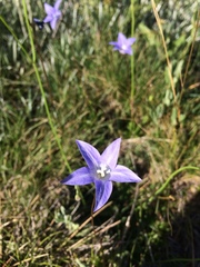 Wahlenbergia ceracea
