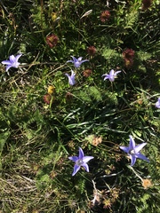 Wahlenbergia ceracea