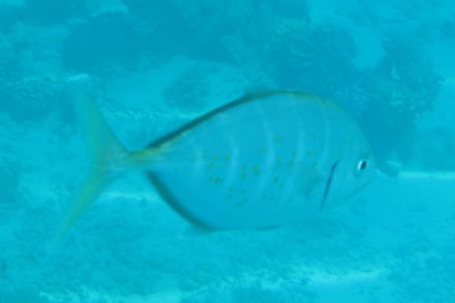 Flavocaranx bajad
