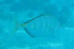Flavocaranx bajad