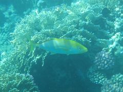 Flavocaranx bajad