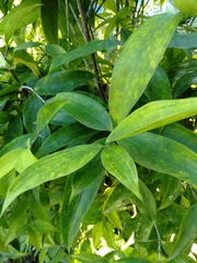 Dracaena surculosa