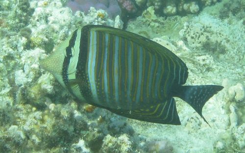 Zebrasoma desjardinii