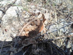Phrynosoma taurus
