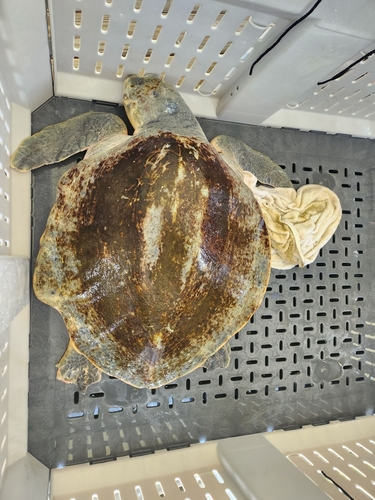 Kemp's Ridley Sea Turtle photographed in Alabama