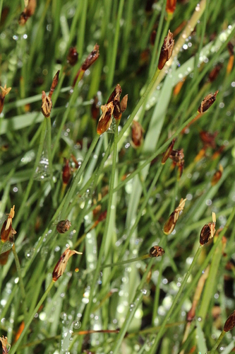 bahnička (Eleocharis)