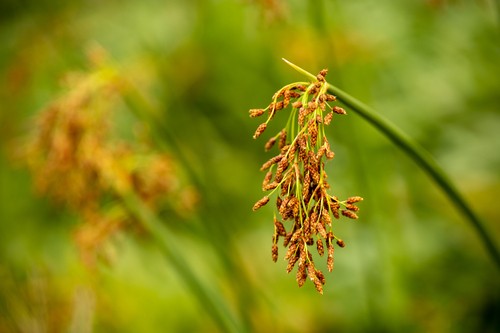 Schoenoplectus tabernaemontani