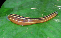 Haemadipsa ornata