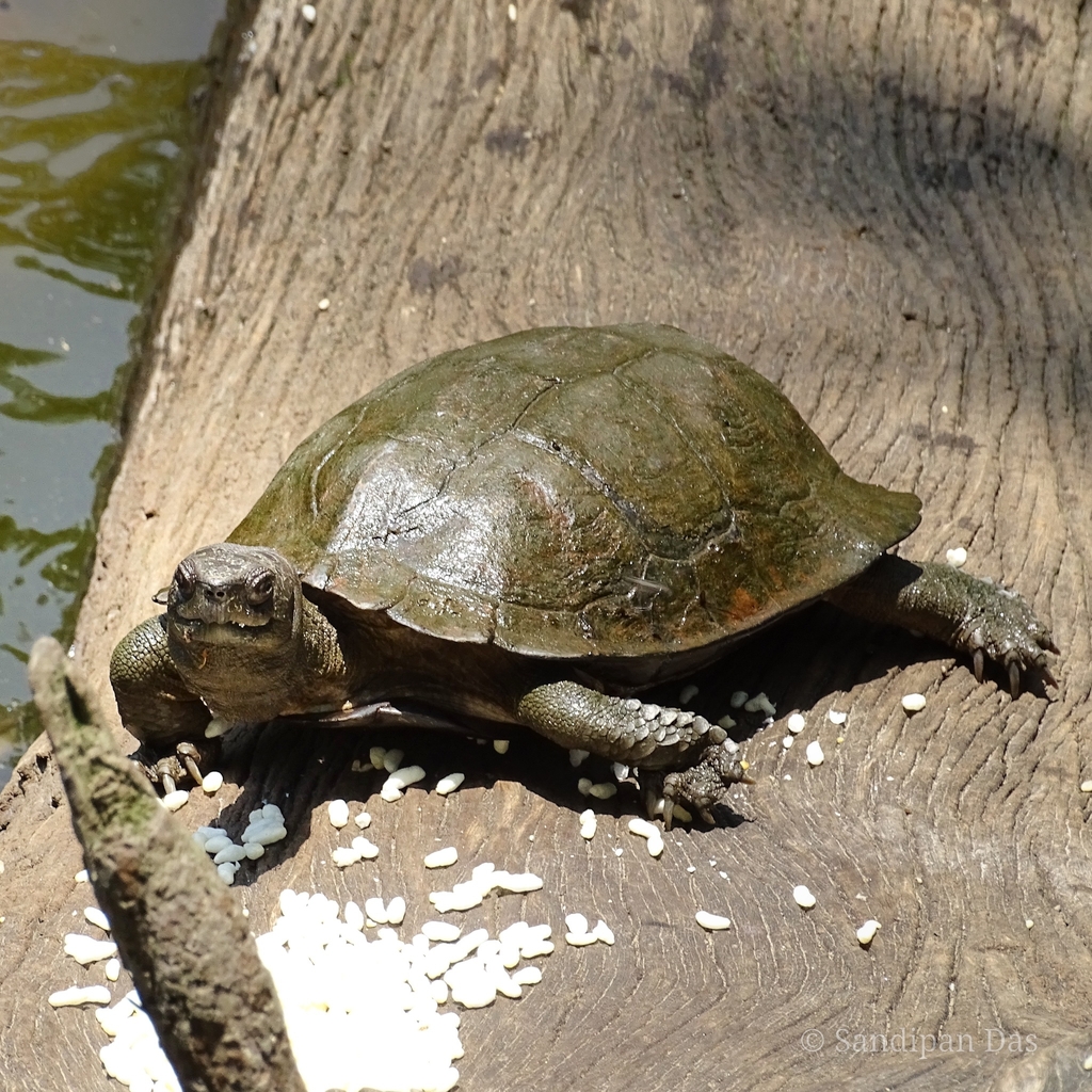 Assam leaf turtle in June 2023 by Sandipan Das · iNaturalist