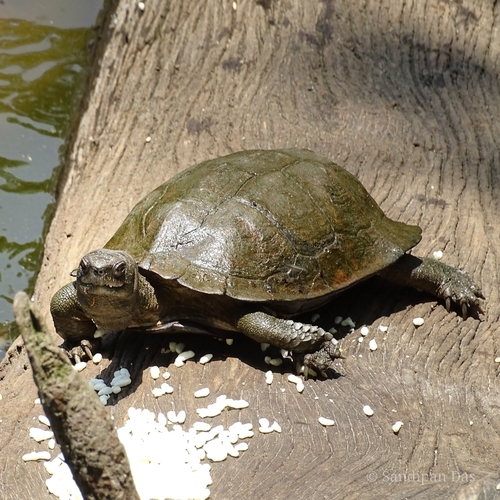 Assam leaf turtle, Cyclemys gemeli