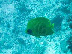 Chaetodon semilarvatus