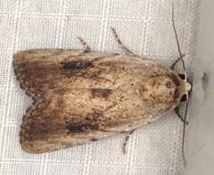 Tachosa brunnescens