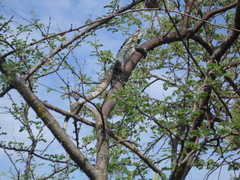 Ctenosaura acanthura