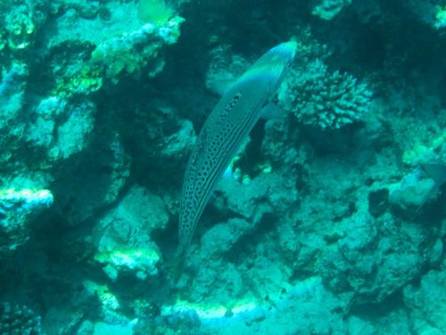 Rastrelliger chrysozonus