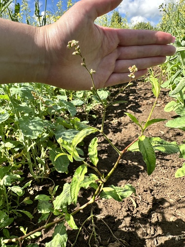 Persicaria bungeana iNat (3)