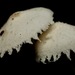 Cystolepiota seminuda - Photo (c) Cat Chang, algunos derechos reservados (CC BY-NC), subido por Cat Chang