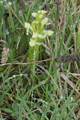 Platanthera hyperborea