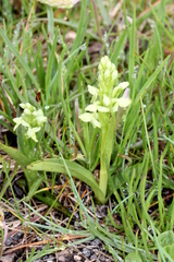 Platanthera hyperborea