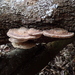 Trametes orientalis - Photo (c) Yi-Han Lin, some rights reserved (CC BY-NC), uploaded by Yi-Han Lin