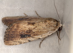 Tachosa brunnescens