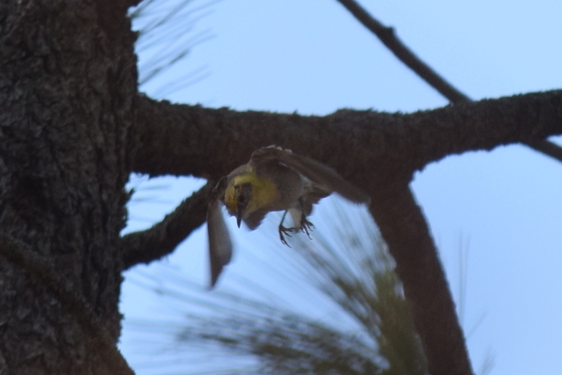 Olive Warbler (Peucedramus taeniatus)