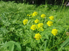 Bupleurum aureum
