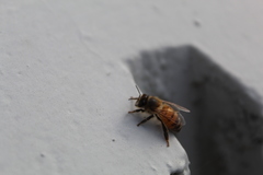 Apis mellifera