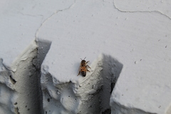 Apis mellifera