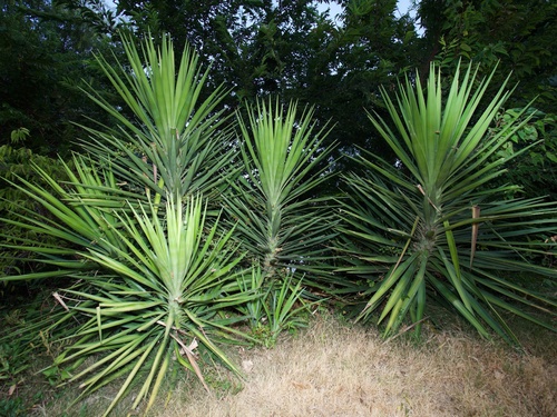 Yucca aloifolia