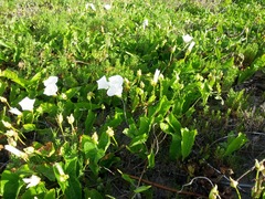 Calystegia macrostegia amplissima