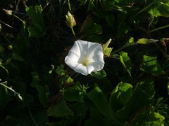 Calystegia macrostegia amplissima