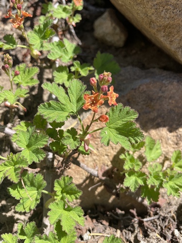 Image of Crater Lake currant by no rights reserved