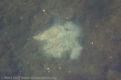 Pycnopodia helianthoides