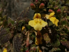 Lindenbergia grandiflora